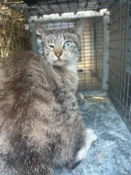 Domestic Short Hair Cats Available for Adoption - Lucille | PetCurious