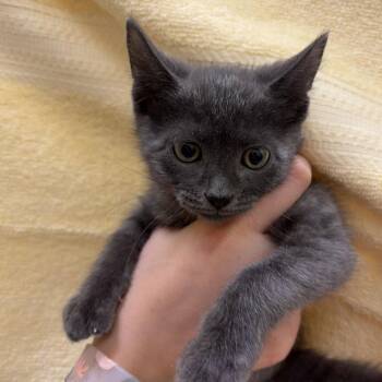 Cosmo -  Domestic Medium Hair Cat for Adoption in Dover, New Hampshire - Cosmo | PetCurious
