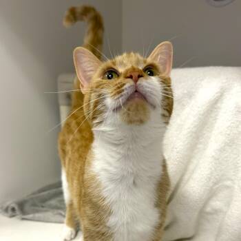 Maddie -  Domestic Short Hair Cat for Adoption in Cooperstown, New York - Maddie | PetCurious