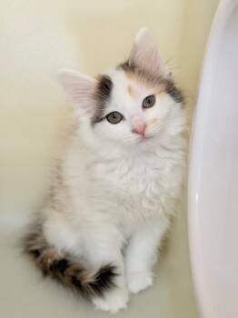 Ellipsis -  Domestic Medium Hair Cat Available for Adoption in Menomonie, Wisconsin - Ellipsis | PetCurious