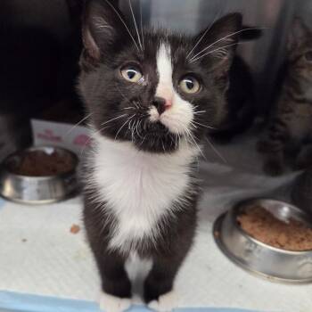 Tortilla -  Domestic Short Hair Cat for Adoption in Warwick, Rhode Island - Tortilla | PetCurious