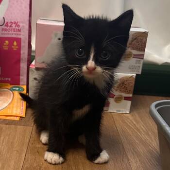 Rescue Domestic Medium Hair Cats for Adoption in Pahoa, Hawaii - Megatron | PetCurious