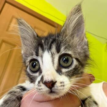 Wilbur -  Domestic Long Hair Cat for Adoption in Mount Vernon, Arkansas - Wilbur | PetCurious