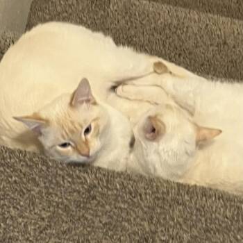 Snowball & Zuess -  Domestic Short Hair Cat for Adoption in Thayne, Wyoming - Snowball & Zuess | PetCurious