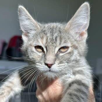 Apple Pie -  Domestic Short Hair Cat Available for Adoption in Matteson, Illinois - Apple Pie | PetCurious