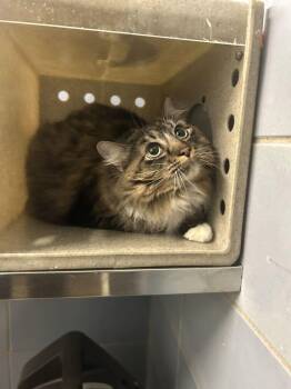Siren -  Domestic Short Hair Cat for Adoption in Fruit Heights, Utah - Siren | PetCurious