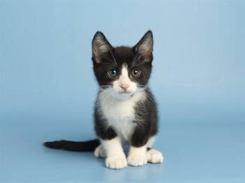 PANDA -  Domestic Short Hair Cat for Adoption in Phoenix, Arizona - PANDA | PetCurious
