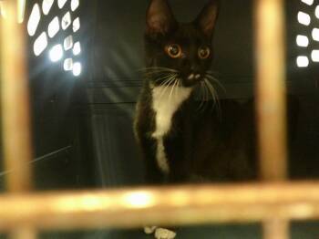 Domestic Short Hair Cats Available for Adoption - PENELOPE | PetCurious