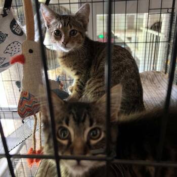 Tide -  Domestic Short Hair Cat for Adoption in Normal, Illinois - Tide | PetCurious