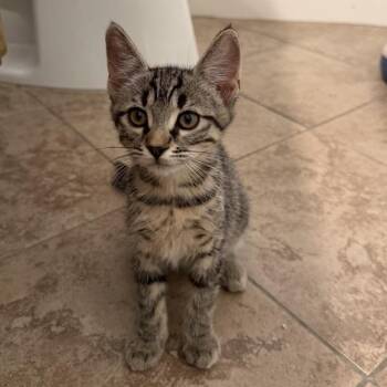 Honey -  Domestic Short Hair Cat for Adoption in Temecula, California - Honey | PetCurious