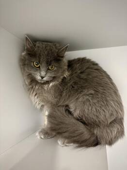 Domestic Long Hair Cats Available for Adoption in Kalamazoo, Michigan - Alice | PetCurious