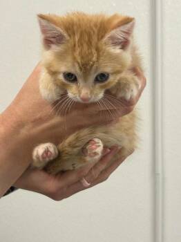 Domestic Short Hair Cats Available for Adoption in Minot, North Dakota - Thanos | PetCurious