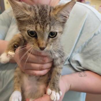 Cyber -  Domestic Short Hair Cat for Adoption in Lynchburg, Virginia - Cyber | PetCurious