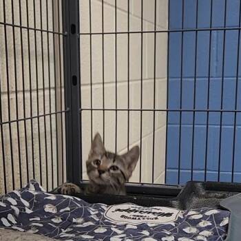 Little Girl -  Domestic Short Hair Cat for Adoption in Charleston, South Carolina - Little Girl | PetCurious