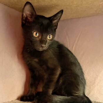 Rescue Domestic Short Hair Cats for Adoption in Boerne, Texas - Tonka | PetCurious