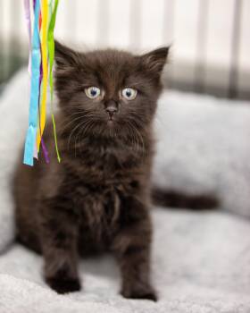 Domestic Long Hair Cats Available for Adoption in Victor, New York - Crystal Blue Persuasion | PetCurious