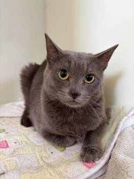 Mimine -  Domestic Short Hair Cat for Adoption in Delson, Quebec - Mimine | PetCurious