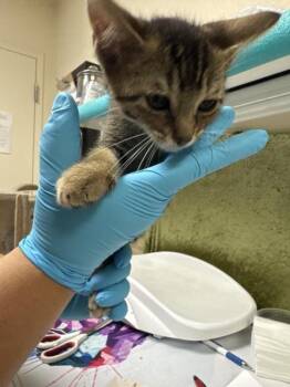 Domestic Short Hair Cats Available for Adoption in Riverside, California - DAVID | PetCurious