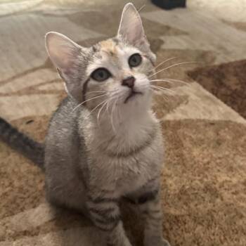 Cookie Monster -  Domestic Short Hair Cat for Adoption in Murfreesboro, Tennessee - Cookie Monster | PetCurious