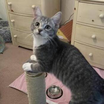 Pebbles -  Domestic Short Hair Cat for Adoption in Walden, New York - Pebbles | PetCurious