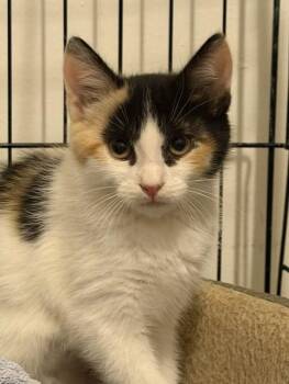 BabyCali -  Calico and Domestic Medium Hair Cat for Adoption in North Highlands, California - BabyCali | PetCurious