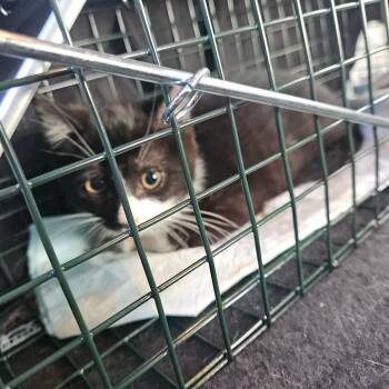 Julia -  Domestic Medium Hair Cat for Adoption in Ringtown, Pennsylvania - Julia | PetCurious