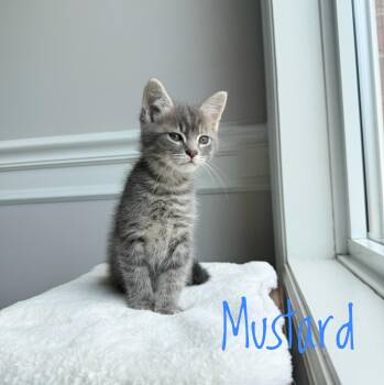 Domestic Short Hair Cats Available for Adoption in Bethel, Ohio - Mustard  | PetCurious