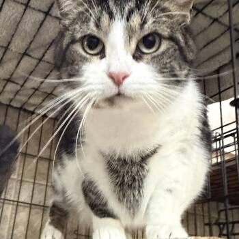 Domestic Short Hair Cats Available for Adoption - Hershey | PetCurious