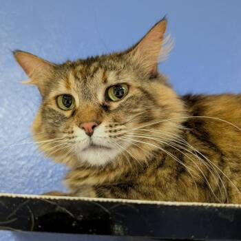 Domestic Long Hair Cats Available for Adoption in Titusville, Florida - Bonnibel | PetCurious