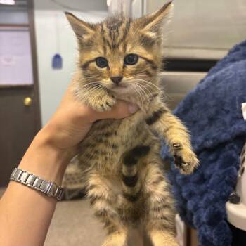 Marie -  Domestic Short Hair and American Shorthair Cat for Adoption in Columbia, Missouri - Marie | PetCurious