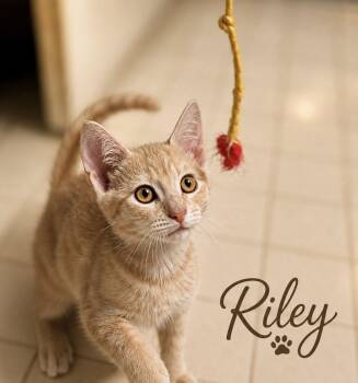 Riley, Willow Grove Area, (FCID 08/11/2026-118) -  Domestic Short Hair Cat for Adoption in Greenville, Delaware - Riley, Willow Grove Area, (FCID 08/11/2026-118) | PetCurious