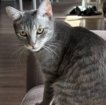Domestic Short Hair and Tabby Cats Available for Adoption - Mbala | PetCurious