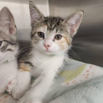 Quesadilla -  Domestic Short Hair Cat for Adoption in Fort Wayne, Indiana - Quesadilla | PetCurious