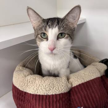 Scamper -  Domestic Short Hair Cat for Adoption in Arlington Heights, Illinois - Scamper | PetCurious