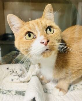 Rescue Domestic Short Hair Cats for Adoption in Savannah, Georgia - Riley (FIV+) | PetCurious