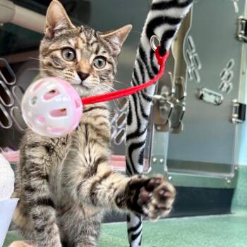 Tuna -  Domestic Short Hair Cat for Adoption in New Fairfield, Connecticut - Tuna | PetCurious
