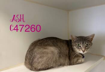 Rescue Domestic Short Hair Cats for Adoption in Clarksville, Tennessee - Ash | PetCurious