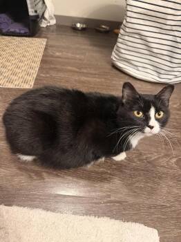 Shiva -  Domestic Short Hair Cat for Adoption in Saint Paul, Minnesota - Shiva | PetCurious