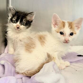Kiwi (bonded w/ Tangerine) -  Domestic Short Hair Cat for Adoption in Oakland, California - Kiwi (bonded W/ Tangerine) | PetCurious