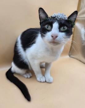 Domestic Short Hair Cats Available for Adoption in Mobile, Alabama - Tess | PetCurious