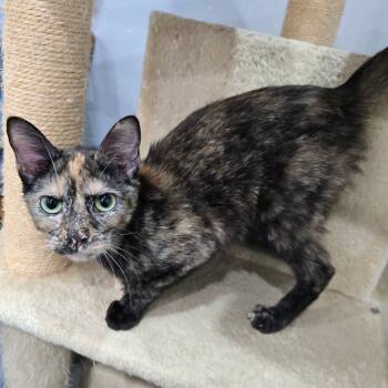 Rescue Domestic Short Hair Cats for Adoption in Fairmont, West Virginia - Indy | PetCurious