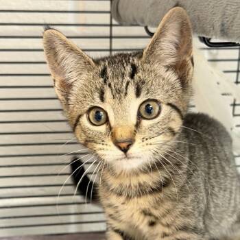 Froggy -  Domestic Short Hair Cat Available for Adoption in Hampton Bays, New York - Froggy | PetCurious