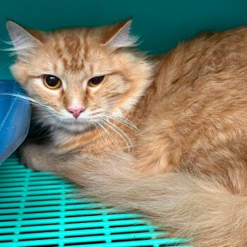 Puff -  Domestic Long Hair Cat for Adoption in Edwardsville, Illinois - Puff | PetCurious