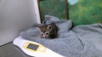 NATALIE -  Domestic Short Hair Cat for Adoption in Houston, Texas - NATALIE | PetCurious