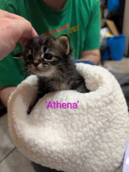 Athena -  Domestic Short Hair and Tabby Cat for Adoption in Vacaville, California - Athena | PetCurious
