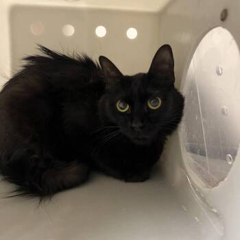Avalite -  Domestic Medium Hair Cat for Adoption in Reno, Nevada - Avalite | PetCurious