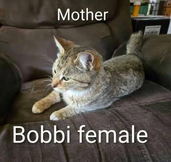 Bobbie -  Domestic Short Hair Cat for Adoption in Wyoming, Michigan - Bobbie | PetCurious