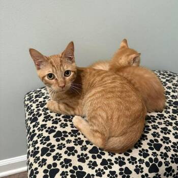 Domestic Short Hair Cats Available for Adoption in Madison, Wisconsin - Cheese Bag | PetCurious