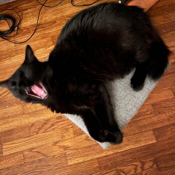 Bombay Cats Available for Adoption in Mission Viejo, California - MOUSE  | PetCurious