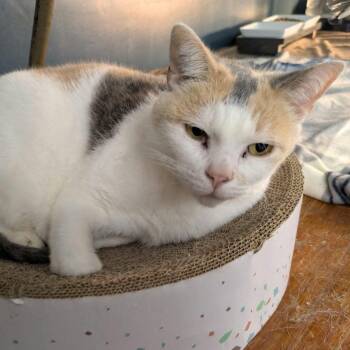 Rosie -  Calico Cat for Adoption in Fort Payne, Alabama - Rosie | PetCurious